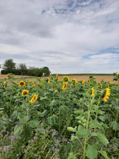 Foto des Albums: Landschaft am nördlichen Stadtrand von Vellmar