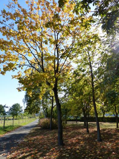 Foto des Albums: Landschaft am nördlichen Stadtrand von Vellmar