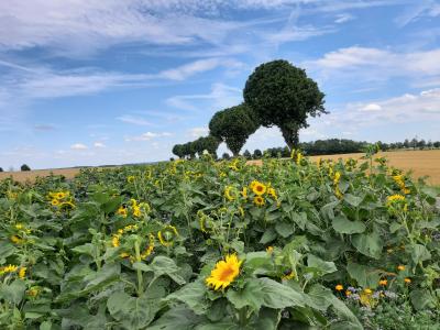 Foto des Albums: Landschaft am nördlichen Stadtrand von Vellmar