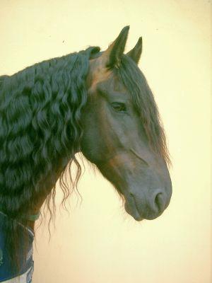 Foto des Albums: Portrais unserer Pferde in der Reitschule Cerstin Hille (31.12.2008)