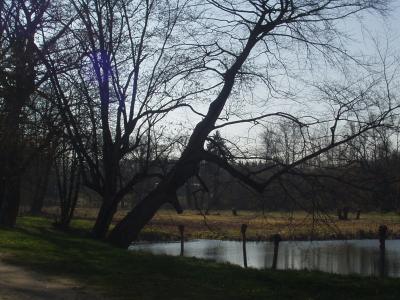 Vorschaubild: teich im Nennhausener Schlosspark