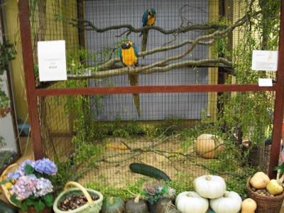 Foto des Albums: Vogelausstellung (22.10.2009)
