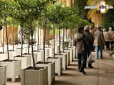 Foto des Albums: Ausfahren der Pflanzen an der Orangerie im Park Sanssouci (16.05.2010)
