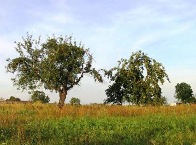 Bild : Luchwiesen mit Apelbäumen