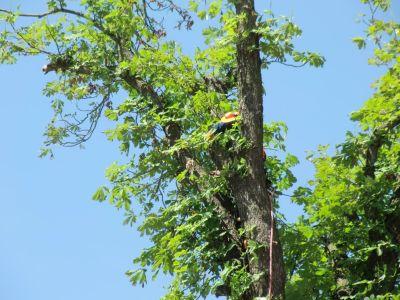 Foto des Albums: Aufräumarbeiten in Mühlberg gehen weiter