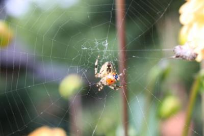 Bild : im Netz der Spinne!
