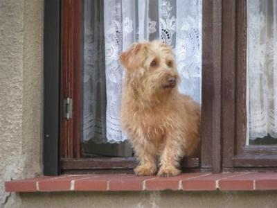 Fotoalbum Hundepension