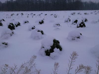 Foto des Albums: Winter auf dem Feld (07. 12. 2010)