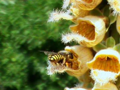 Vorschaubild: Detlef Leue „Fleißige Biene im Koigarten“