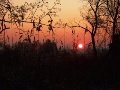 Vorschaubild: Maria Rauhut „Netzener Vogelwiesen in der Abenddämmerung“