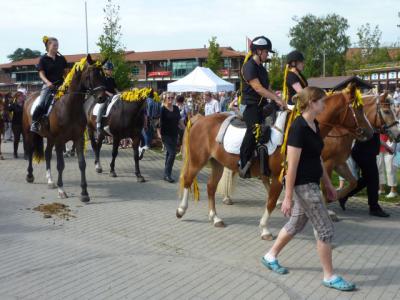 Vorschaubild: Pferde des Reiterhofs