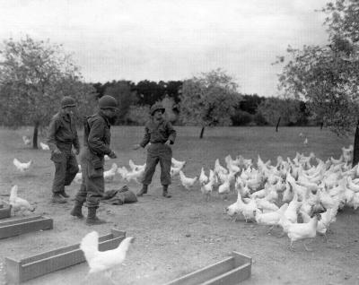 Foto des Albums: April 1945 US-Soldaten füttern Vieh in Rogätz (19. 10. 2011)