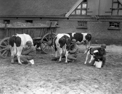 Foto des Albums: April 1945 US-Soldaten füttern Vieh in Rogätz (19. 10. 2011)
