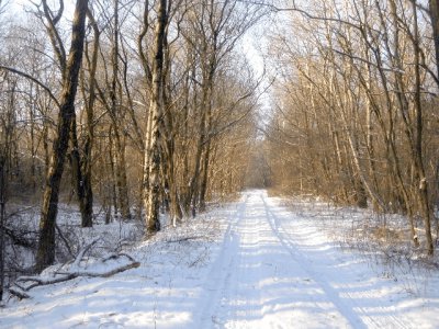 Foto des Albums: Winter in Schönhagen  ( 2012 )