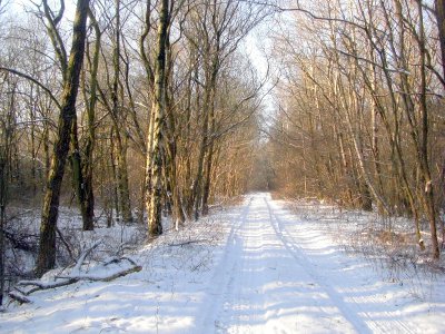 Foto des Albums: Winter in Schönhagen  ( 2012 )