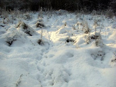 Foto des Albums: Winter in Schönhagen  ( 2012 )