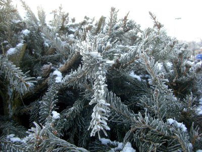 Foto des Albums: Winter in Schönhagen  ( 2012 )