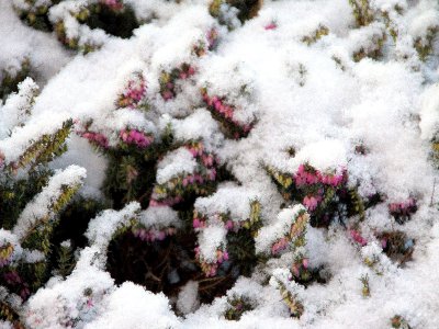 Foto des Albums: Winter in Schönhagen  ( 2012 )