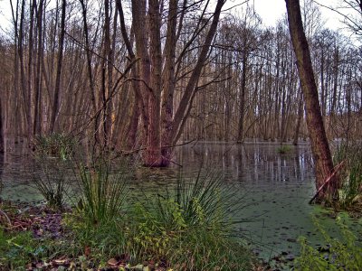 Vorschaubild: Sascha Bösenthal „Überschwemmte Wiesen bei der der Waldsiedlung“
