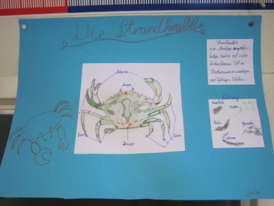 Foto des Albums: Projekttage zum Thema "Natur" (Gruppe: Ostsee - Meer erleben)