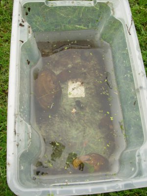 Foto des Albums: Projekttage zum Thema "Natur" (Gruppe: Frösche und Teich)