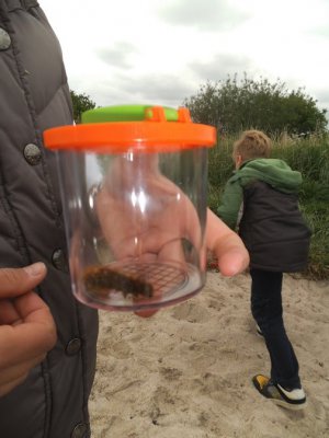 Foto des Albums: Projekttage zum Thema "Natur" (Gruppe: Wiese)