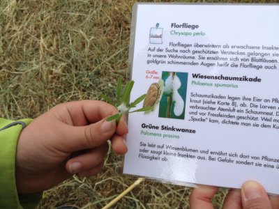 Foto des Albums: Projekttage zum Thema "Natur" (Gruppe: Wiese)