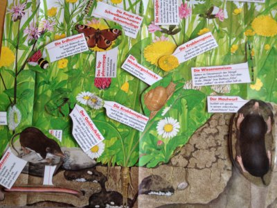 Foto des Albums: Projekttage zum Thema "Natur" (Gruppe: Wiese)