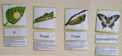 Foto des Albums: Projekttage zum Thema "Natur" (Gruppe: Schmetterlinge)