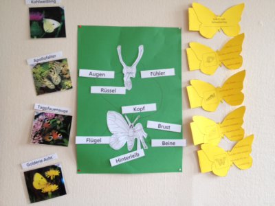 Foto des Albums: Projekttage zum Thema "Natur" (Gruppe: Schmetterlinge)