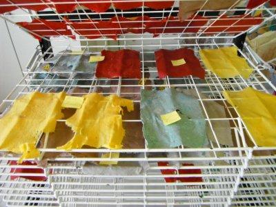 Foto des Albums: Projekttage zum Thema "Natur" (Gruppe: Wald - Baum - Papier)