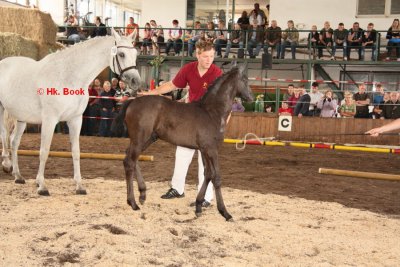 Foto des Albums: Fohlenschau (18.06.2011)