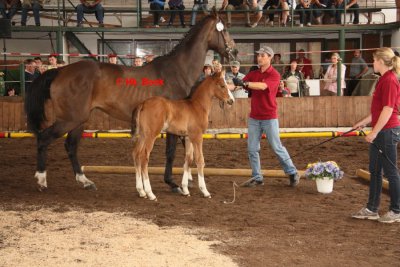 Foto des Albums: Fohlenschau (18.06.2011)