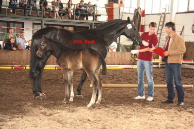 Foto des Albums: Fohlenschau (18.06.2011)