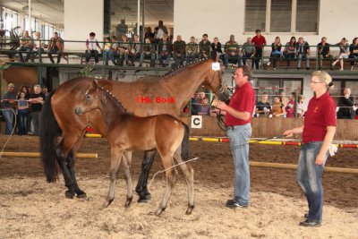 Foto des Albums: Fohlenschau (18.06.2011)