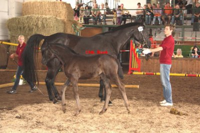 Foto des Albums: Fohlenschau (18.06.2011)