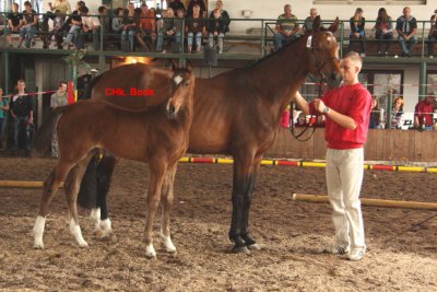 Foto des Albums: Fohlenschau (18.06.2011)