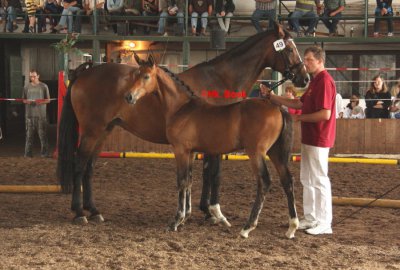 Foto des Albums: Fohlenschau (18.06.2011)