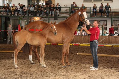 Foto des Albums: Fohlenschau (18.06.2011)