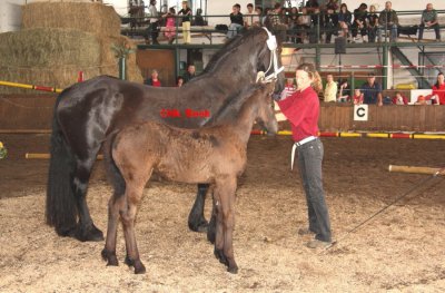 Foto des Albums: Fohlenschau (18.06.2011)