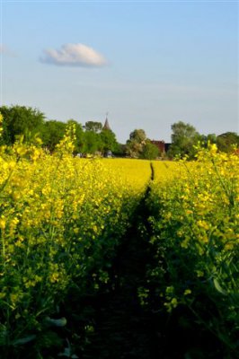 Vorschaubild: Rapsblüte mit Blick auf Seeburg