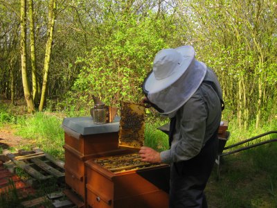 Foto des Albums: Honigwerkstatt mit Bienenlehrpfad