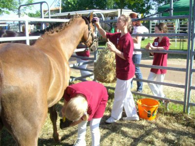 Foto des Albums: Jungzüchterwettbewerb bei der BraLa (20.05.2012)