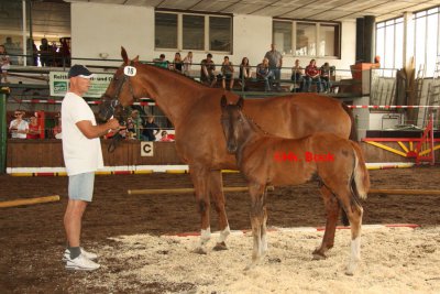 Foto des Albums: Fohlenschau Wulkow 2012 (01.07.2012)