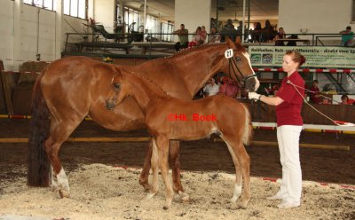 Foto des Albums: Fohlenschau Wulkow 2012 (01.07.2012)