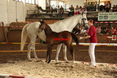 Foto des Albums: Fohlenschau Wulkow 2012 (01.07.2012)