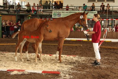 Foto des Albums: Fohlenschau Wulkow 2012 (01.07.2012)