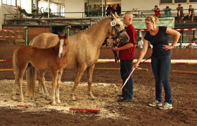 Foto des Albums: Fohlenschau Wulkow 2012 (01.07.2012)