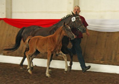 Foto des Albums: Fohlenschau Wulkow 2012 (01.07.2012)