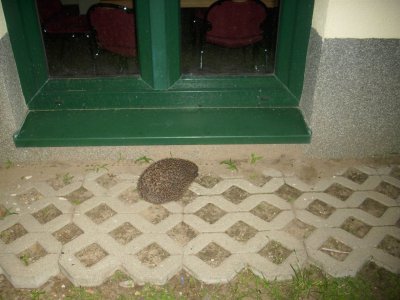 Foto des Albums: Trainingslager Frauen